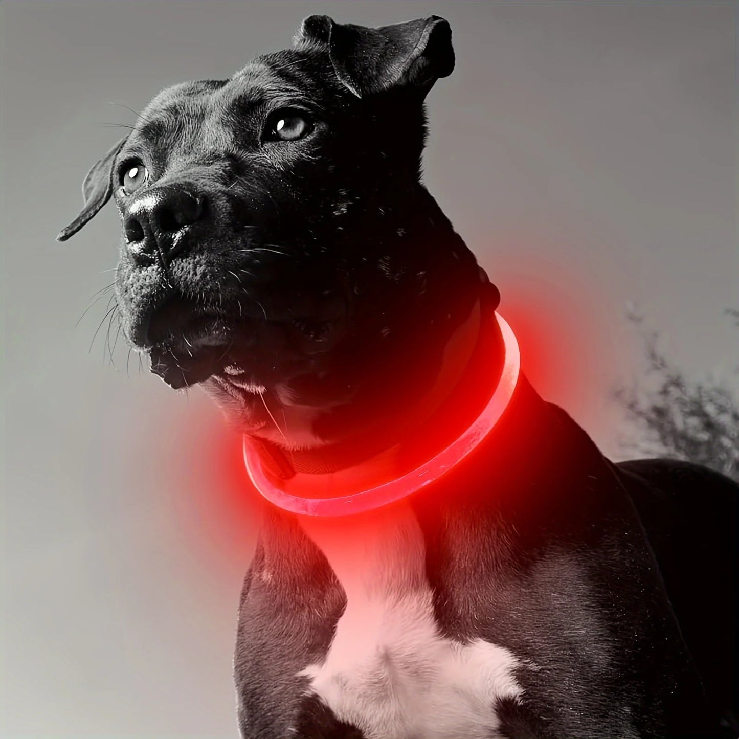 Dog LED Light Collar Luminous Anti-Lost Dog Collar USB Rechargeable Dog Necklace Collar
